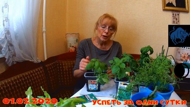 01.02.2020 Витамины на подоконнике: редис, салат, базилик, петрушка, свёкла . смотреть онлайн