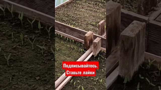 Уникальное влияние погоды на рост рассады #сад #огород #рассада #дача смотреть онлайн