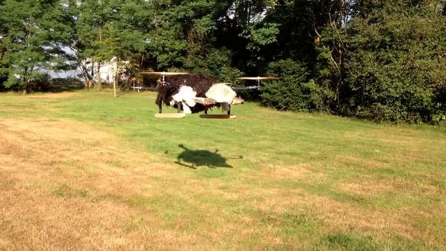 OstrichCopter Second Test 27 July 2013 [original video] смотреть онлайн