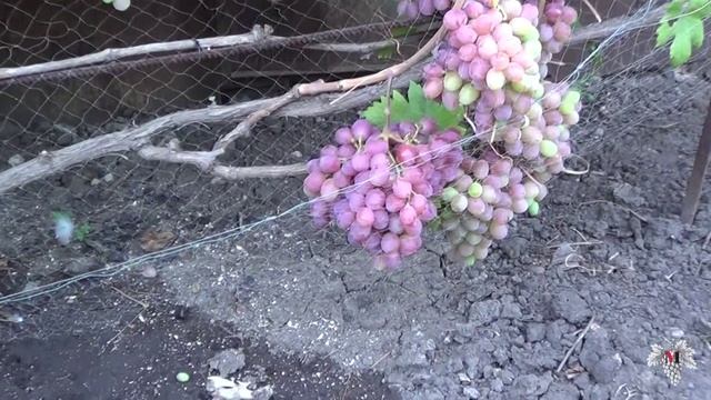 Сорт Винограда Гурман Радужный. Виноград 2015. смотреть онлайн