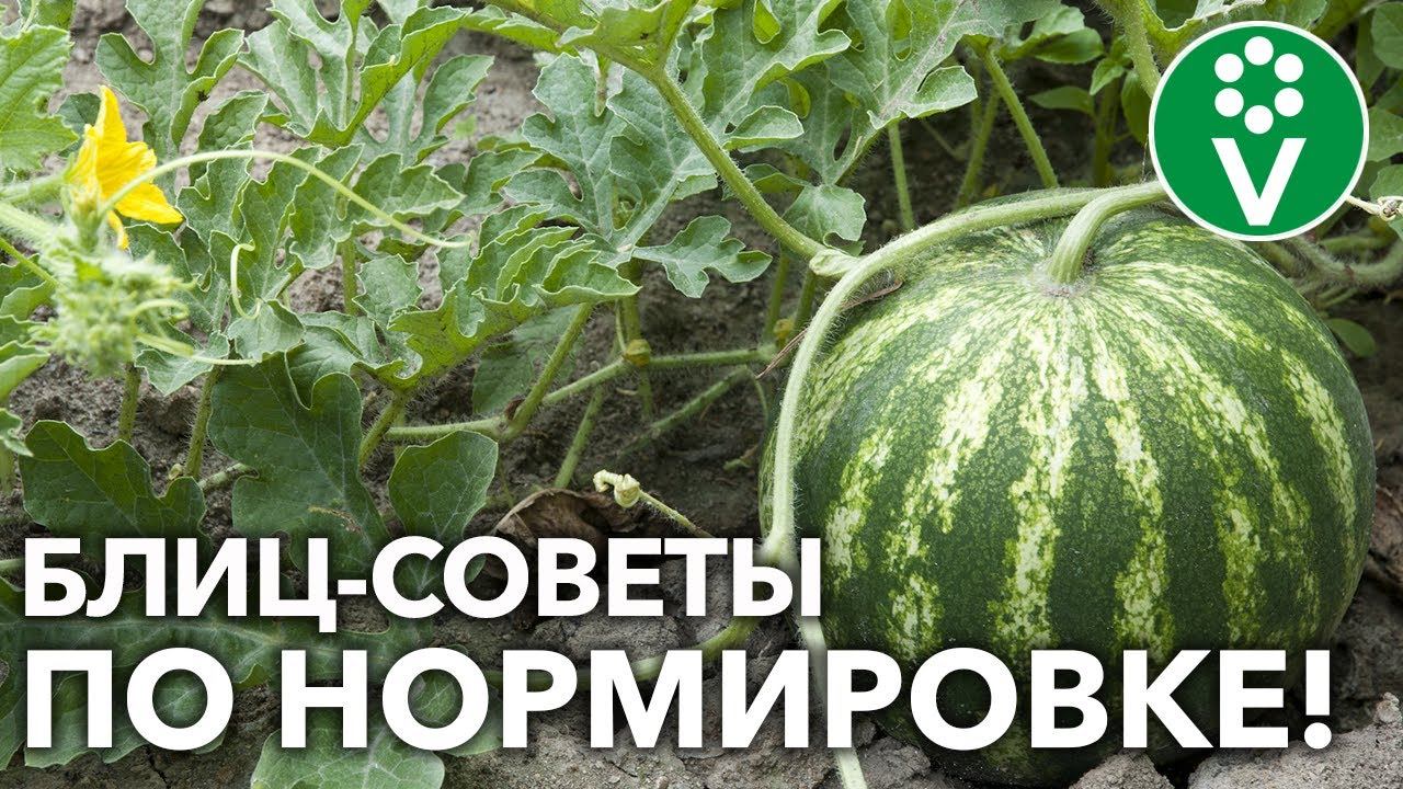 КАК И ЗАЧЕМ ФОРМИРОВАТЬ АРБУЗЫ, ДЫНИ, ТЫКВЫ?! Для особо крупных, сладких плодов! смотреть онлайн