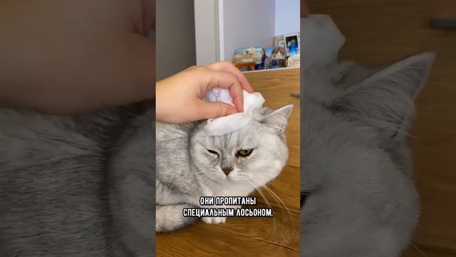 Самый быстрый и простой способ помыть кота #кот #коты смотреть онлайн