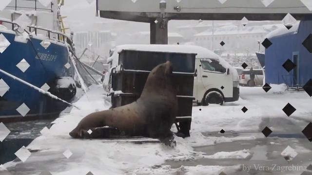 Сивучи смотреть онлайн