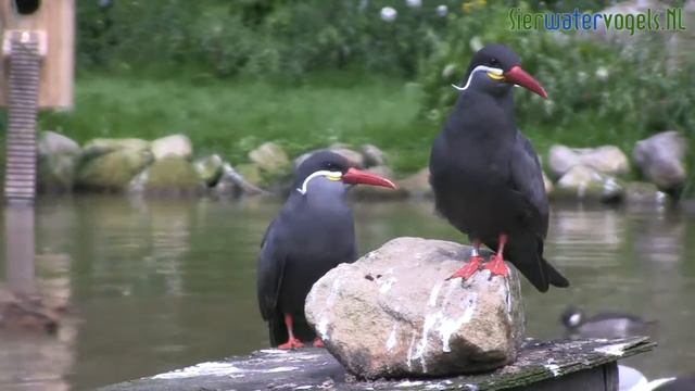 Крачка Inca смотреть онлайн