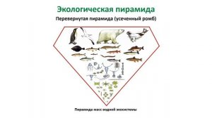 Биология 8 класс. Тема урока: «Компоненты экосистемы. Популяция и её экологические характеристики»
