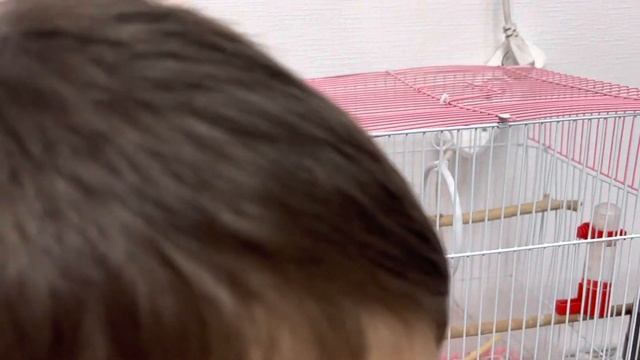 Новый способ кормления попугая смотреть онлайн