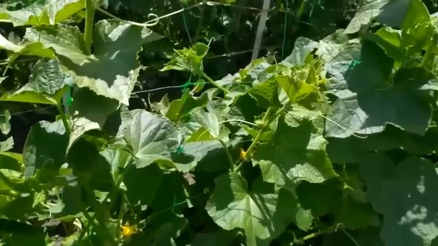 ДЕД ВСЕГДА ГОВОРИЛ ОГУРЦЫ НЕ СМЕЙ ПОЛИВАТЬ ЭТИМ. Огурцы боятся этих подкормок. смотреть онлайн