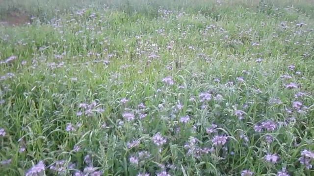 Чеснок под соломой на 17 июля смотреть онлайн
