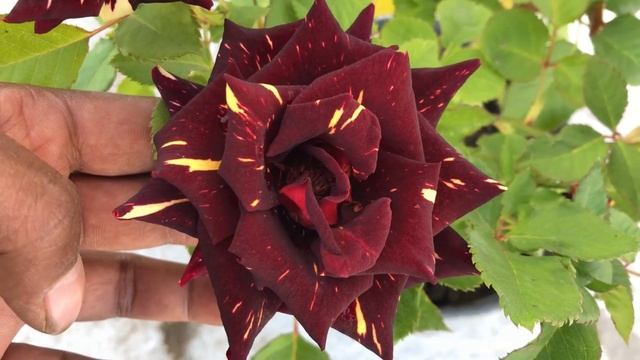 A MAGICAL ROSE (ABRACADABRA) #rose #roseseries #abrakadabra смотреть онлайн