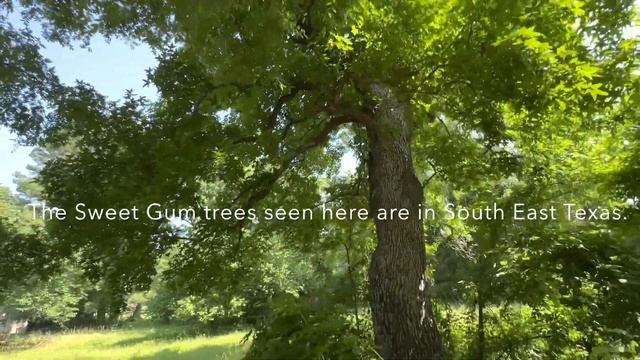 Massive Sweet Gum Trees Liquidambar Styraciflua in the Wild смотреть онлайн