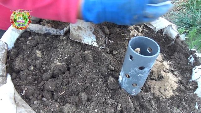 Как мы удачно выращиваем кабачки в бочках смотреть онлайн