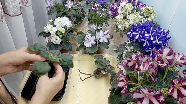 Ржавчина у деток в центре розеткии и на листьях взрослых растений. смотреть онлайн