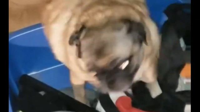 танцующий мопс подходит под любую музыку (монтаж за 5 минут) смотреть онлайн