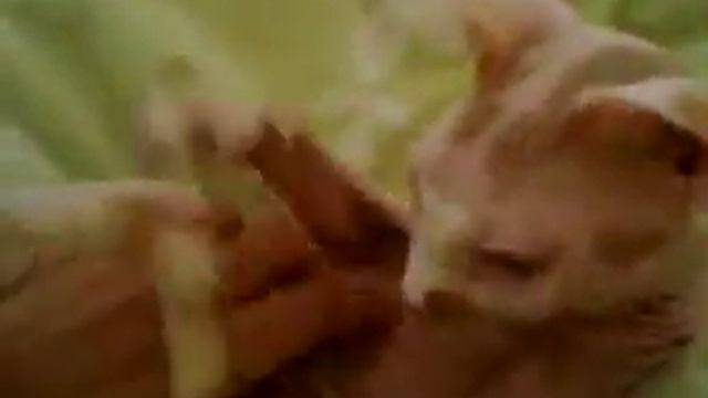 Самый добрый в мире кот,Сфинкс Тимон Антарэс-Ваня смотреть онлайн