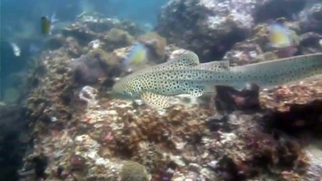 Зебровая акула в движении. Позирует на камеру во всей красе. смотреть онлайн