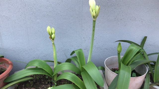 Lan Huệ Alfresco 2022 смотреть онлайн