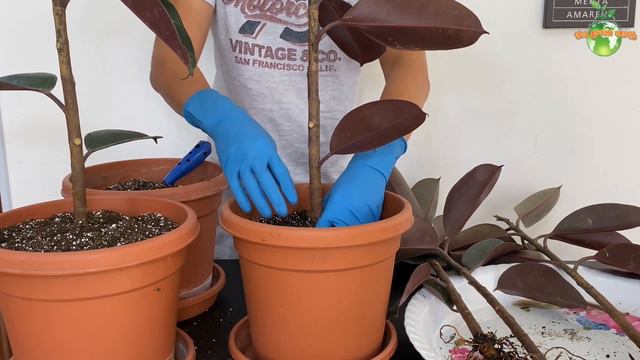Rubber Plant : Repotting of Ficus Elastica смотреть онлайн