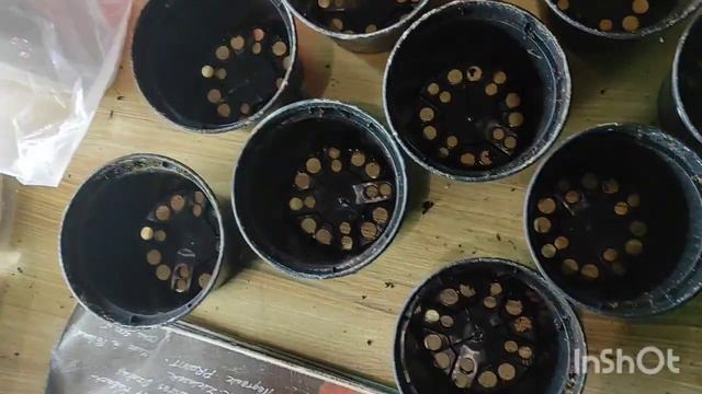 Ранункулюс - неймовірно гарна квітка. Як правильно садити. Проростання вже на четвертий день! смотреть онлайн
