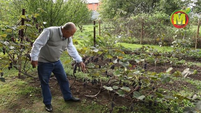 Виноград. Выращивание и Уход. Подмосковье 2021.
