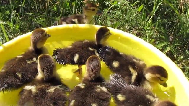 Маленькие утята плавают в воде. Лето в деревне смотреть онлайн