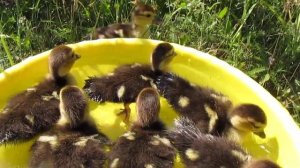 Маленькие утята плавают в воде. Лето в деревне