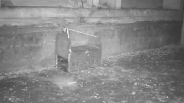 1860 Old Salem Tin Mouse Trap Catches A Mouse In The Barn. A Great Design. Mousetrap Monday. смотреть онлайн