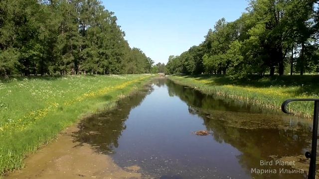 Лысухи и семеро лысят. смотреть онлайн