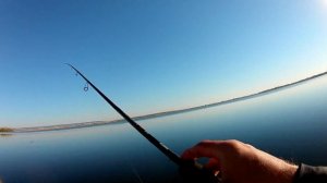 Ловля жереха на спиннинг с берега.