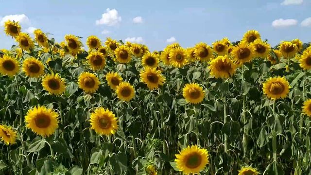 ЖНИВА 2021.Комбайн Лида 1300