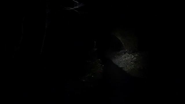 Out in the forest at night #exploringaforestatnight #eeriederelictprioryatnight смотреть онлайн