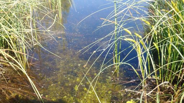 Много Черырёхпятнистых Стрекоз - Летают очень быстро, и интересно. Стрекозы Стрелки тоже в кадре смотреть онлайн