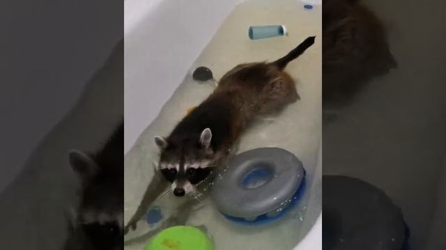 Енот плавает. #raccoon #енот смотреть онлайн