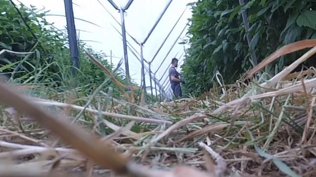 ВИДЫ РАБОТ НА МАЛИНЕ | СКОЛЬКО ЗАРАБАТЫВАЕМ? | КАК ПРИГОТОВИТЬ ВАРЕНИКИ C МАЛИНОЙ? | РАБОТА В АНГЛИ смотреть онлайн