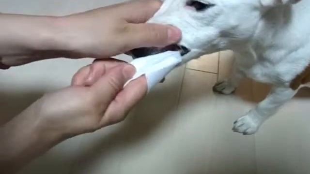 Использование специальных салфеток для чистки зубов собаки смотреть онлайн