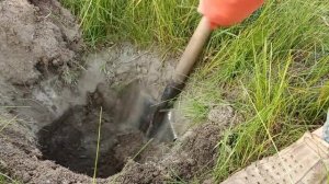 Годовалая Катальпа из семян. Корневая система.