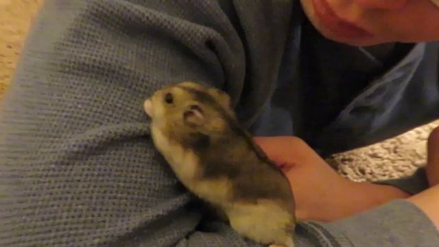 Hamster Destroying His Owner's Clothes #hamster #хомяк #животные