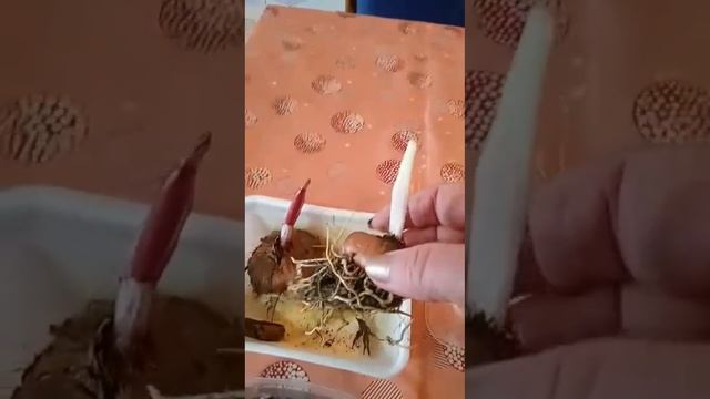 Гладиолусы. Как хранить луковицы. обработка и посадка. смотреть онлайн