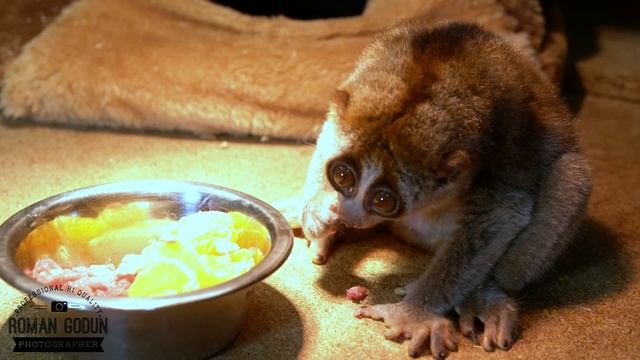 Лемуры Лори 4К видео (lemur lori 4k video)