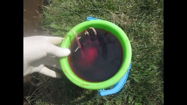 Картофель без прополки и окучивания, как посадить и замульчировать!(Эксперимент) смотреть онлайн