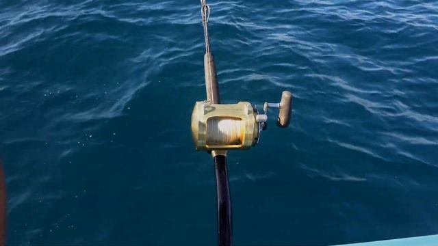 Лучшая морская рыбалка в Майами | Best Fishing in Miami - 4K смотреть онлайн