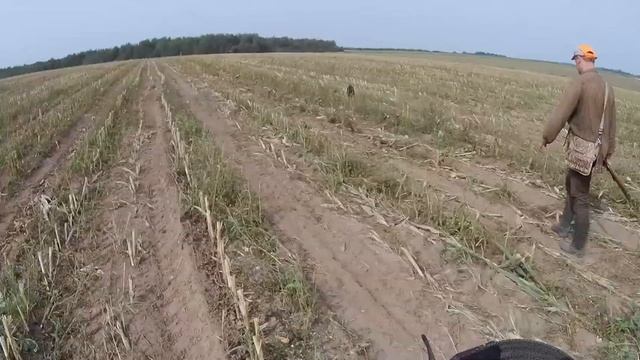 #Охота #Куропатка #Partridge Охота на куропатку открытие. Partridge hunting in Belarus. Rebhuhnjagd смотреть онлайн