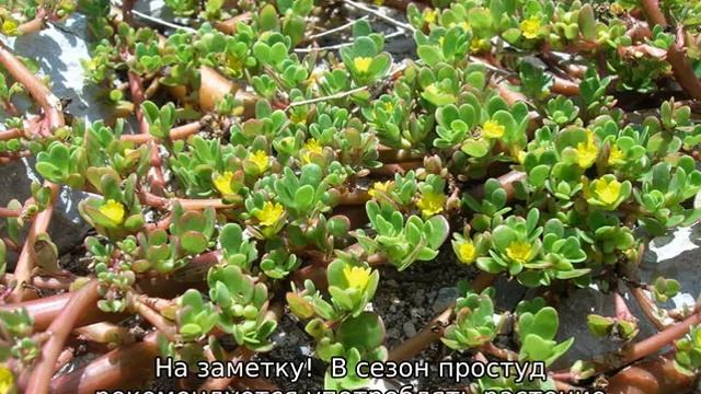 Обучение Игре на Инструменте