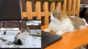 СМОТРИМ ВАШИ МЕМЫ ! Реакция на ПРИКОЛЫ с ЖИВОТНЫМИ от ПОДПИСЧИКОВ! СМЕШНОЙ КОТ МАЛЫШ и КОШЕЧКА МУРК