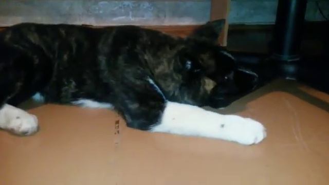 Акита отгрыз колёсико от стула! смотреть онлайн