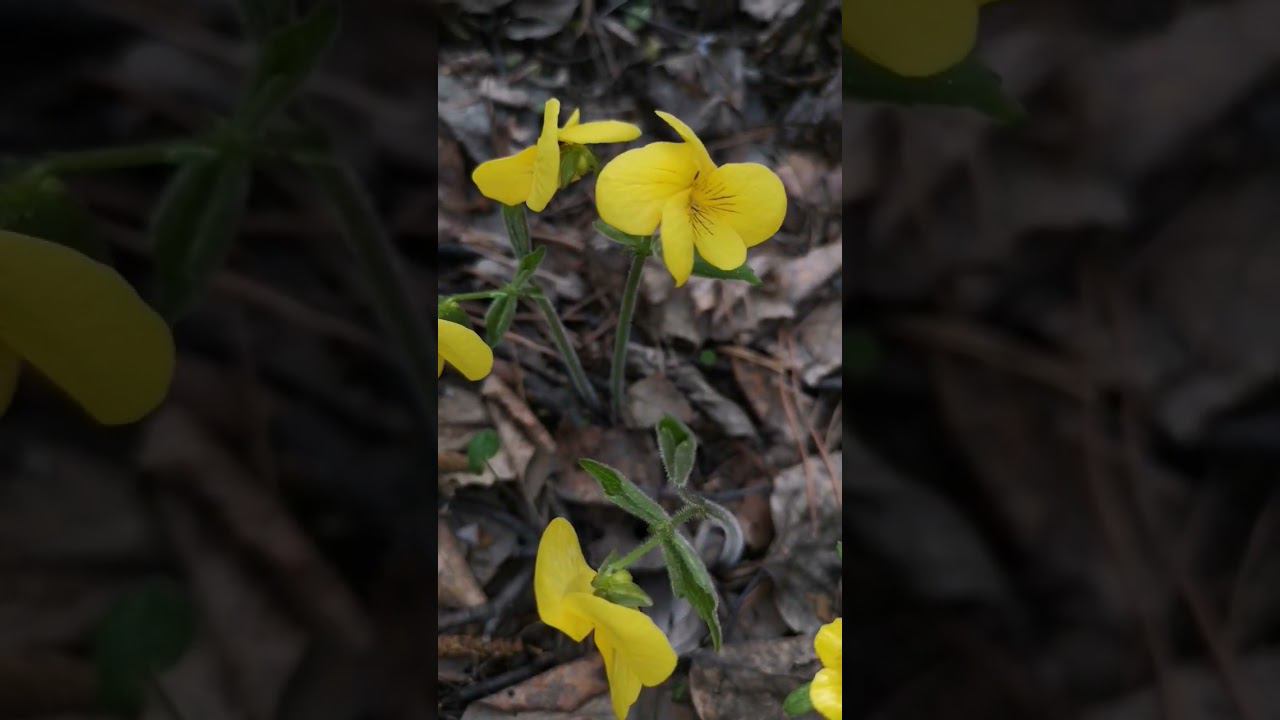 О желании выделяться #клиринг смотреть онлайн