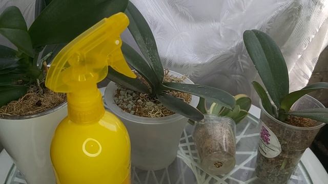 ЖАРА 45+ как СПАСАЮ ОРХИДЕИ, чем обрабатываю ,НОВЫЙ СПРЕЙ АГРИКОЛА для ОРХИДЕЙ смотреть онлайн