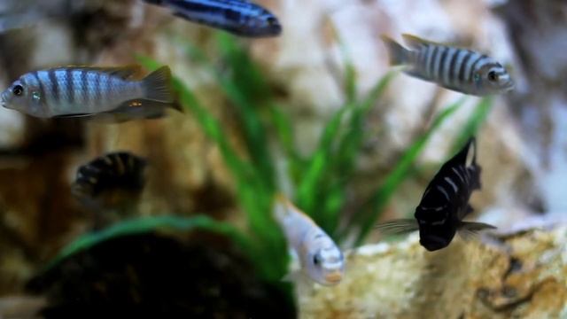 Познавательные факты о РЫБАХ. Интересные обитатели подводного мира смотреть онлайн