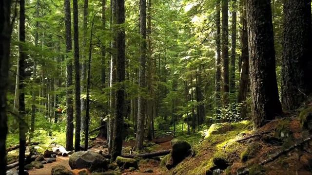 Grieg - Violin Sonata no. 3, Op. 45 смотреть онлайн