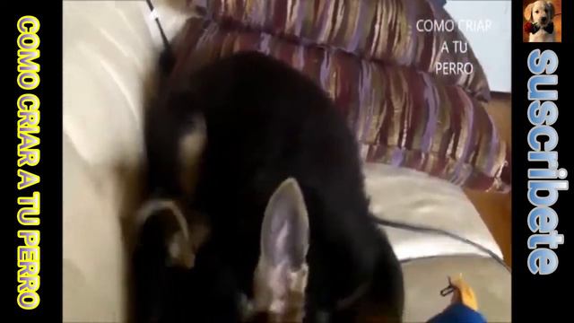 👂 PORQUE mi PASTOR ALEMAN no LEVANTA las OREJAS 👂porque mi pastor aleman cachorro no para las oreja смотреть онлайн