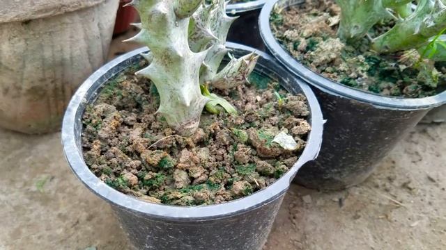 Song of India Plant Ki Care Kese Krain | Complete Video With Detailed Information | Dracaena Reflex смотреть онлайн